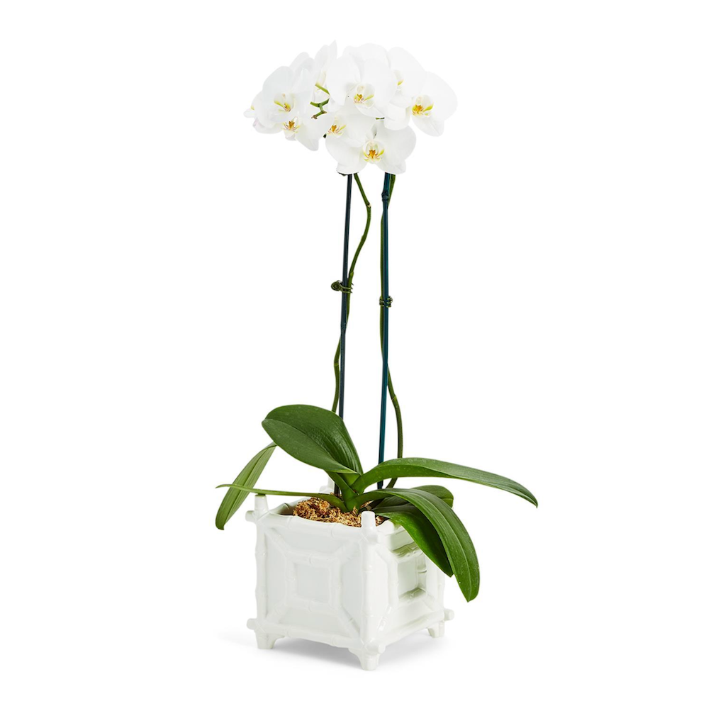 Bamboo Square Cachepot